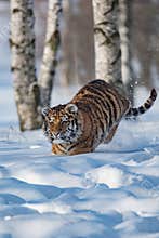 Siberian Tiger running. Beautiful, dynamic and powerful photo of this majestic animal. Set in environment typical for this amazing