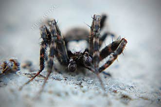 Furrow Orb Weaver