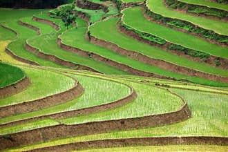 Terraced rice fields