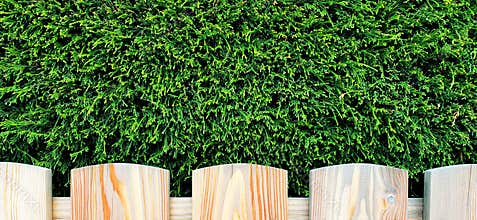 Garden fence background banner with copy space.