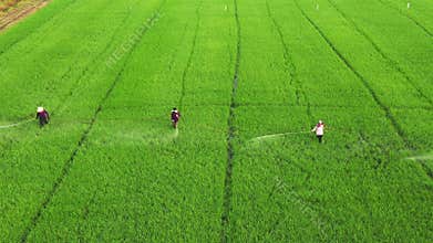 Aerial view of farmer spraying insect chemical in agriculture area
