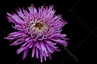 Vibrant purple chrysanthemum flower close up