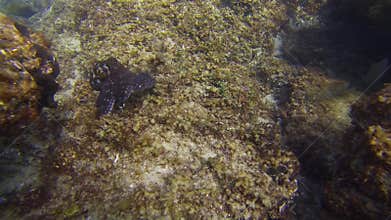 Octopus swimming changing colour camouflage.Colourful dangerous squid marine life