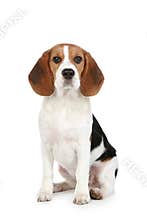 Beagle puppy