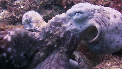 Octopus Close Up.Colourful Dangerous Squid Marine Life.Aquatic Underwater Wildlife