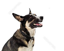 Beautiful Attentive Shepherd Dog Side View - extracted