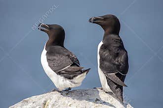 Razorbills on Machias Seal Island