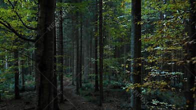 Mystical dark forest wild nature wood tracking