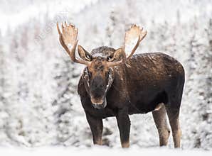Moose in Snow in Jasper Canada