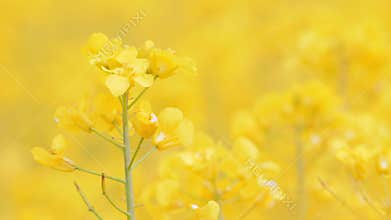 Rapeseed field, Blooming canola flowers