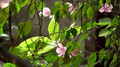 Thin branches green leaves tree swaying by gentle wind in garden.