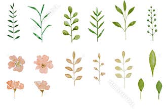 Set of watercolor herbarium elements pink flowers and leaf. Summer and spring seasons. Wedding card pattern.