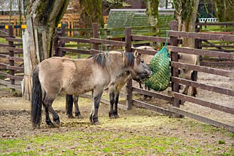 Horse ranch, breeding, agriculture, farming