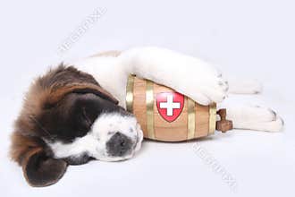 A Saint Bernard puppy with rescue barrel