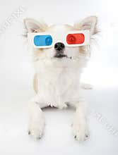 Chihuahua with 3d glasses