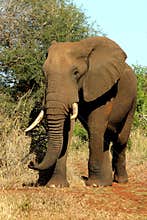 Africa elephant