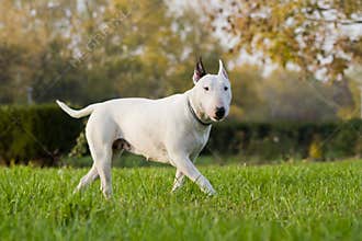 Bull terrier