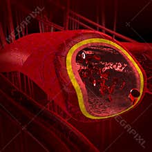 Blood arteries and veins cut s