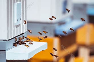 Honey bees swarming near bee hives in an apiary