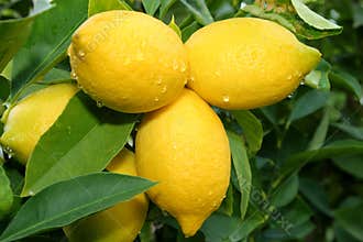 Lemon tree branch