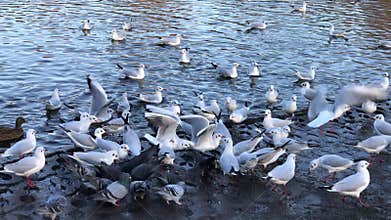 Feeding bread to mallard ducks and fowl in pond
