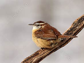 Winter day Carolina wren