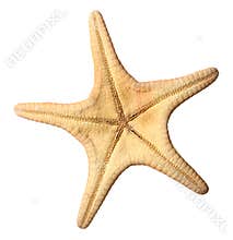 Starfish