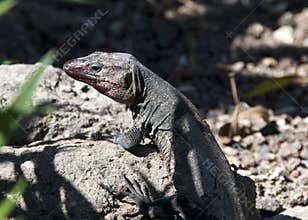 Giant Canary Island Lizard