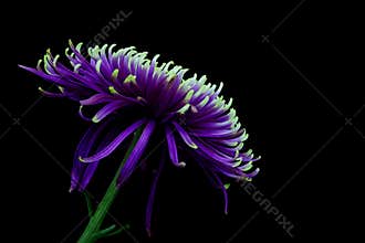 Vibrant purple chrysanthemum flower close up