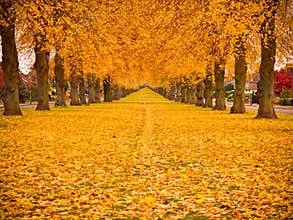 Autumn Leaves