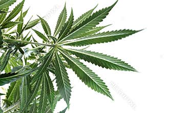 Marijuana leaves from underneath plant