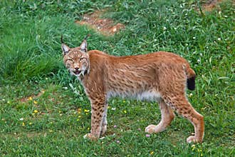 Lynx pardinus