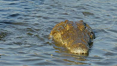 Nile crocodile catching and eating a fish