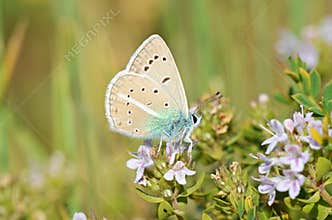 Polyommatus darius butterfly