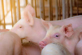 Little pig in farm. Small pink piglet. African swine fever and swine flu concept. Livestock farming. Pork meat industry. Healthy