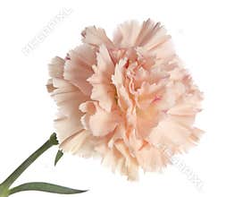 Pink carnation isolated