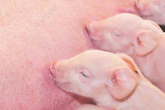 Baby Pigs Feeding with Mother
