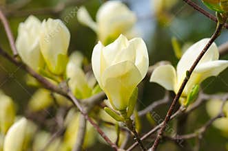Yellow Magnolia