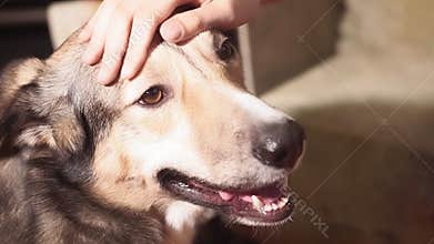 Close-up portrait of a dog. hand of a young girl stroking her favorite pet