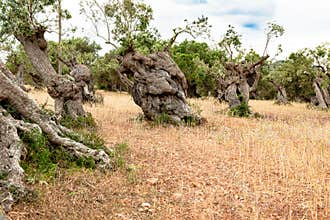 Olive trees in plantation with knobby trunk on olive tree plantation in Mallorca, Majorca, Spain