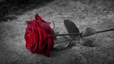 Red Rose Placed On Grave Black And White