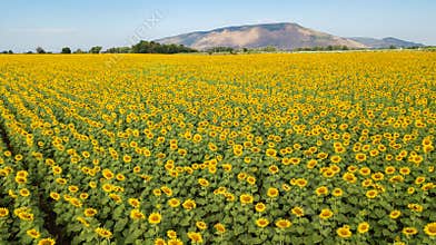 Aeiral photo from dron. Beautiful sunflower  field on summer with blue sky and white cloudy at Lop buri province,THAILAND
