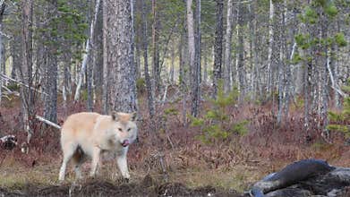 Wolf and raven. Eurasian wolf, also known as the gray  or grey wolf also known as timber wolf.  Autumn forest. Scientific name:
