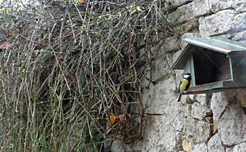 Great tit on birdhouse in backyard, European Parus Major bird