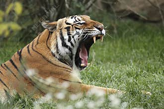 Yawning amur tiger