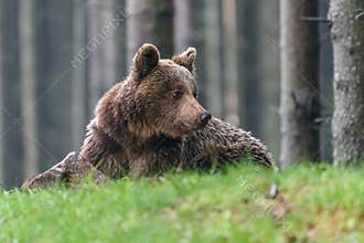 Ruling the landscape, brown bears of Kamchatka.