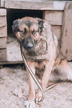 Unhappy dog. Sad stray dog. Hungry dog in a shelter.