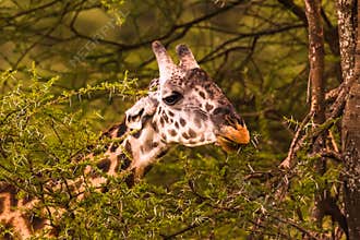 Giraffe in front Amboseli national park Kenya
