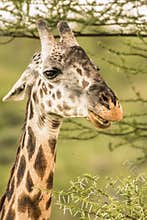 Giraffe in front Amboseli national park Kenya