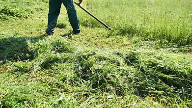 Footage of a farmer hand mowing the grass on a field with a scythe